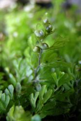 Hymenophyllum cupressiforme. Solitary sori on each primary pinna, with shallowly toothed indusial flaps.  
 Image: L.R. Perrie © Te Papa 2006 CC BY-NC 3.0 NZ